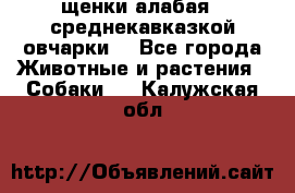 щенки алабая ( среднекавказкой овчарки) - Все города Животные и растения » Собаки   . Калужская обл.